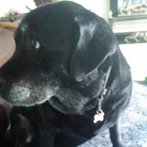 buzzmypets