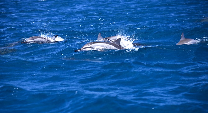 dolphins2