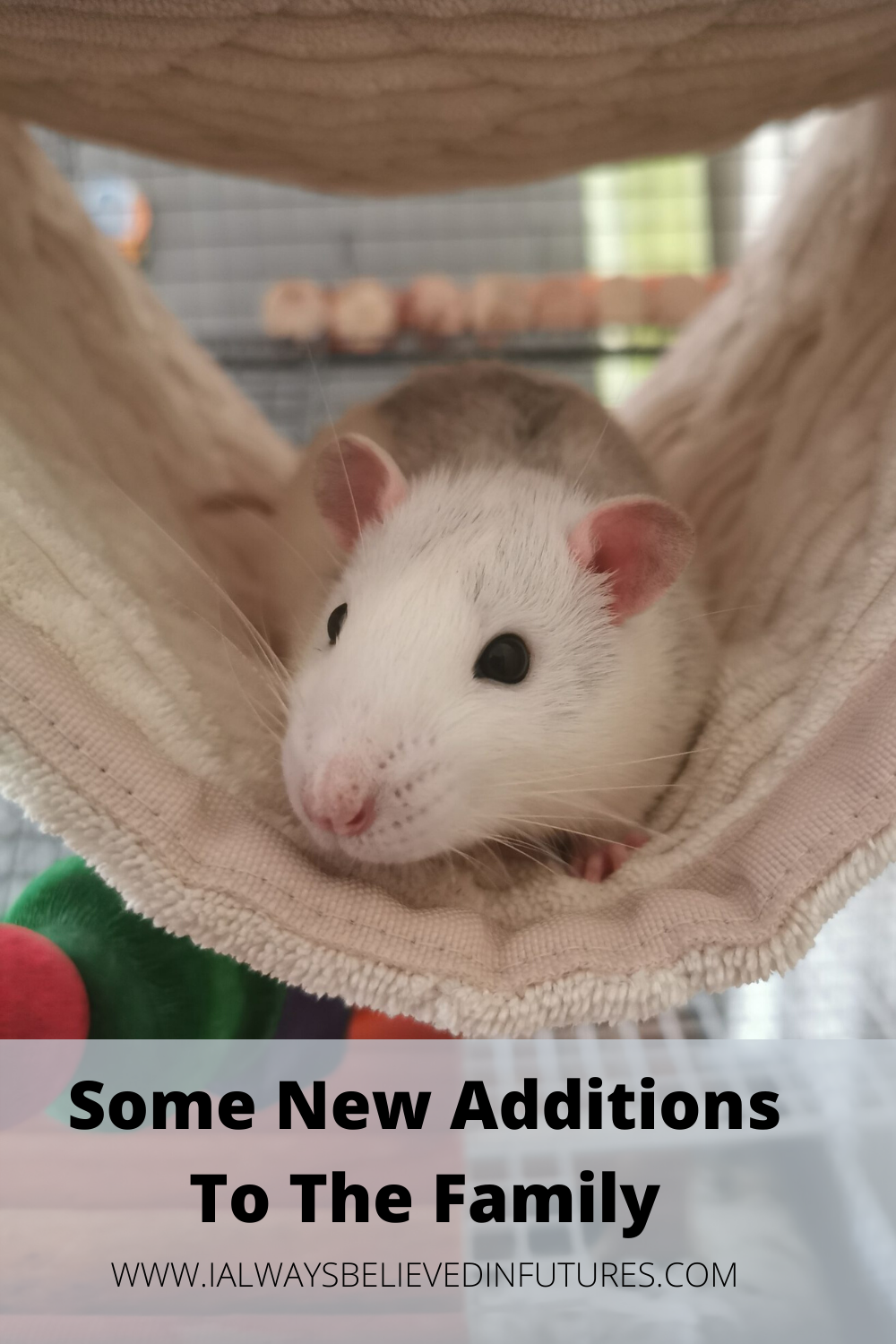 Some New Additions To The Family