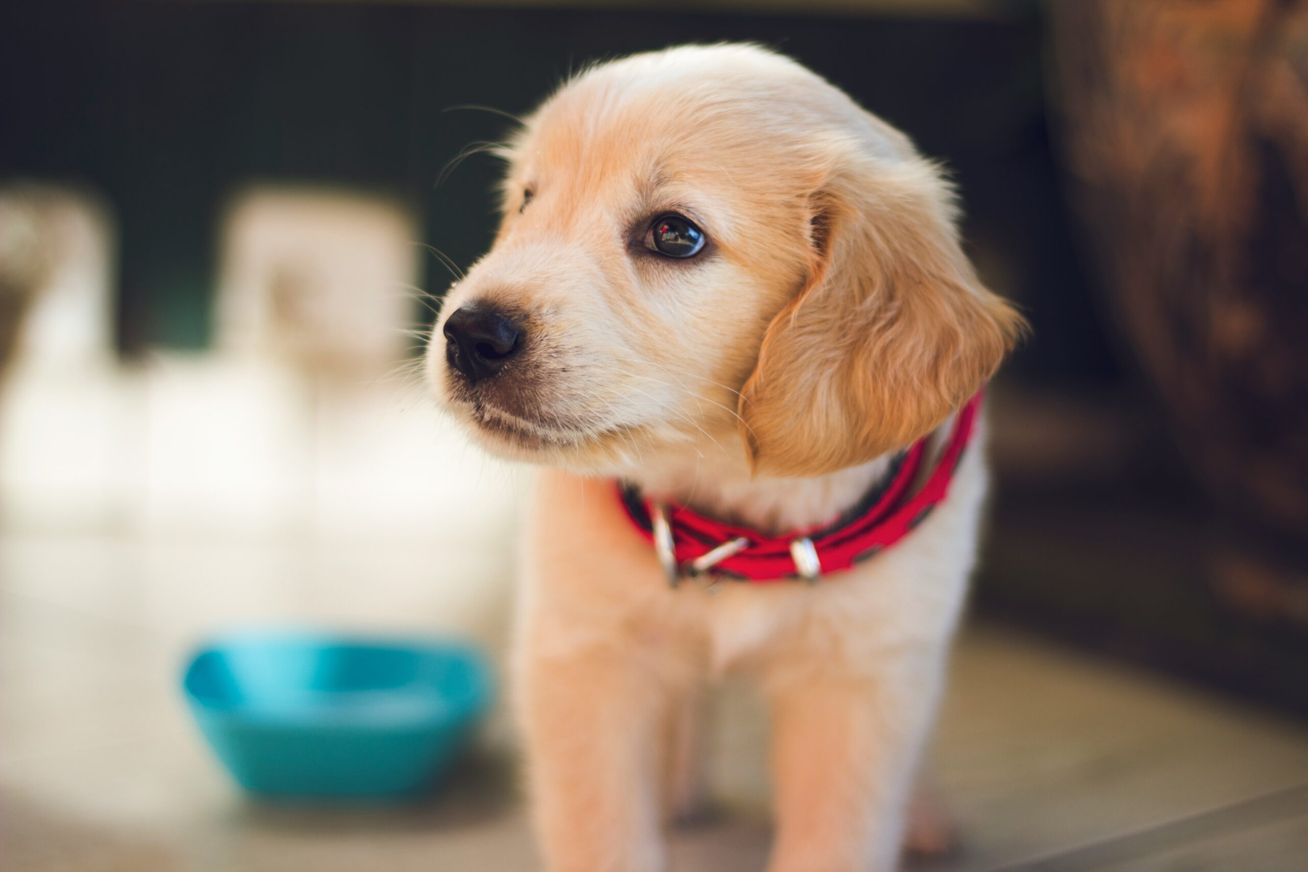 How to Keep Your Dog Energetic Throughout the Years