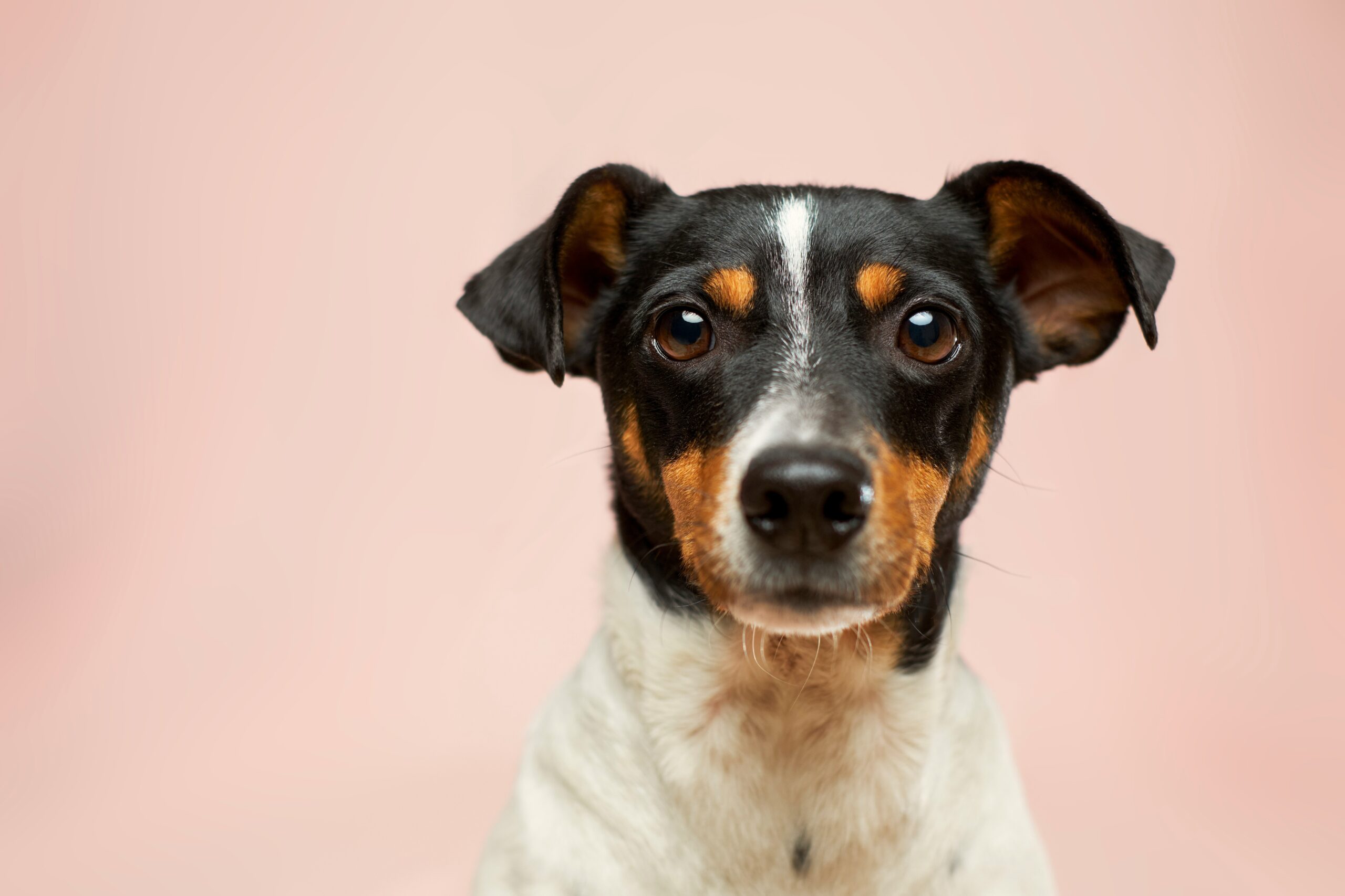 Why More Families Are Looking Beyond Medication for Pain Relief for Dogs