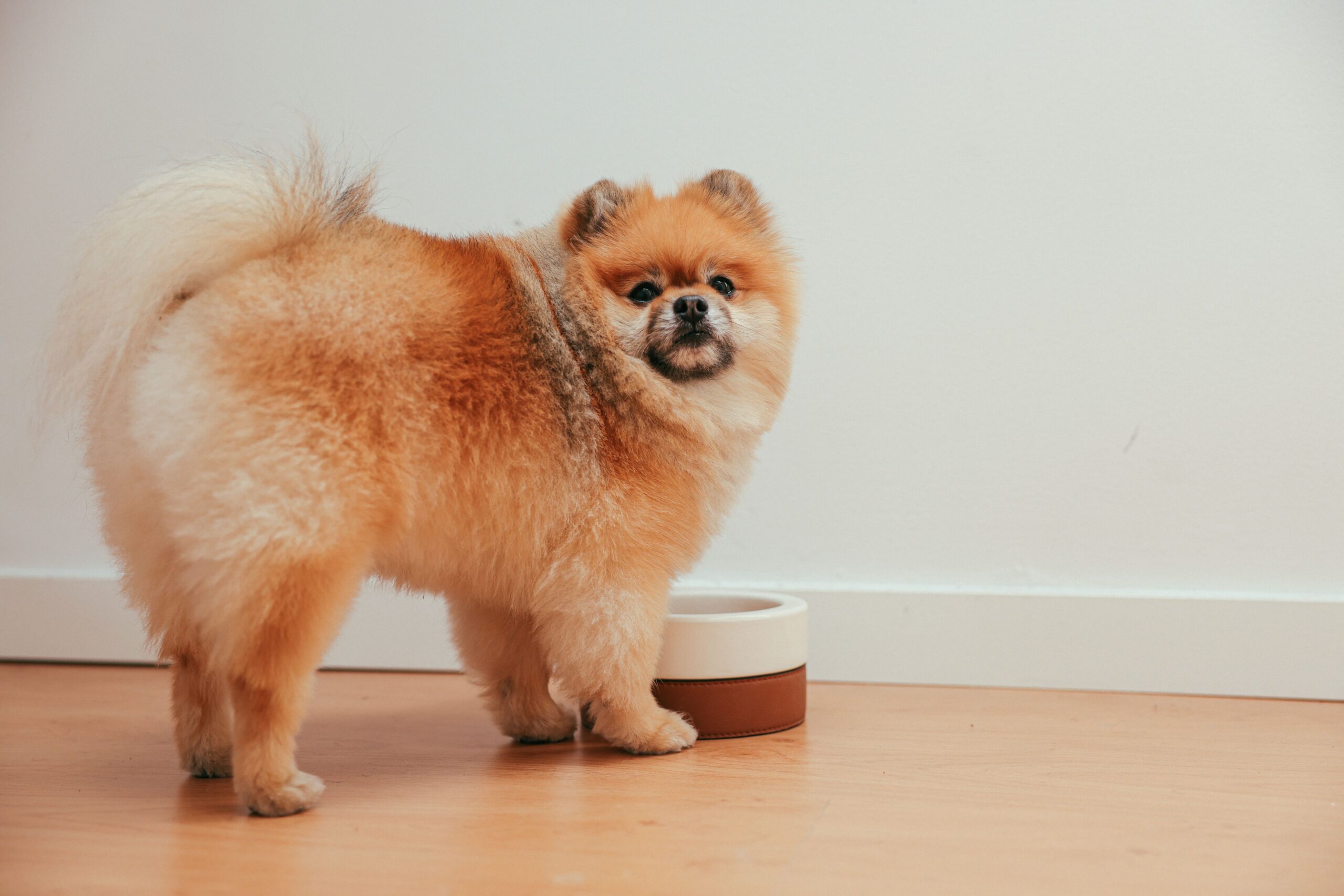 Tips For Adding A Little Extra Meat To Your Dog’s Diet
